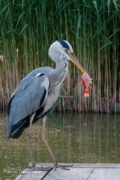 Fishing Heron