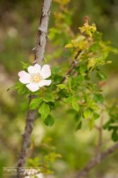 June-Valberg and Amen