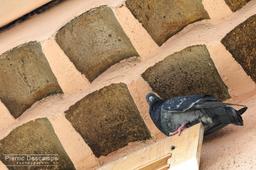 Marathon Photo Mouans Sartoux